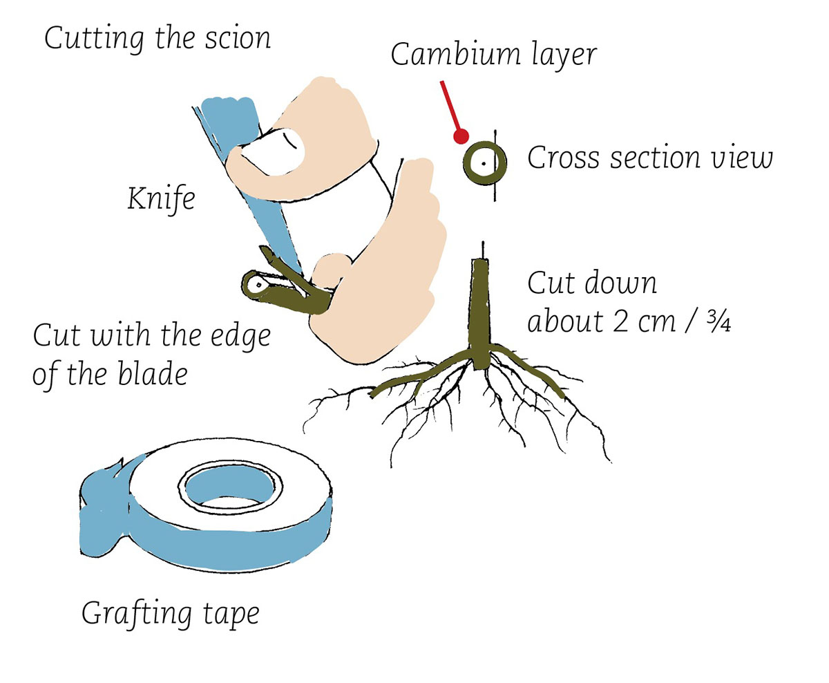 Prunus2