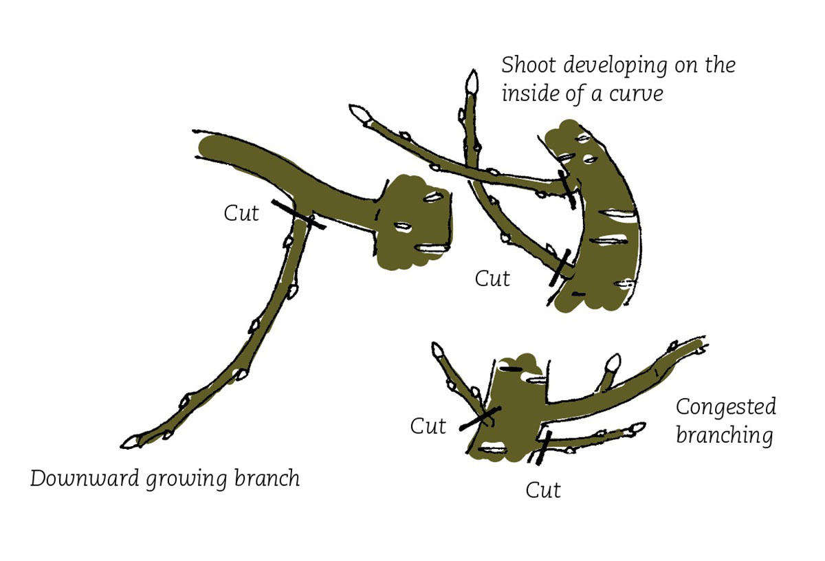 Prunus20