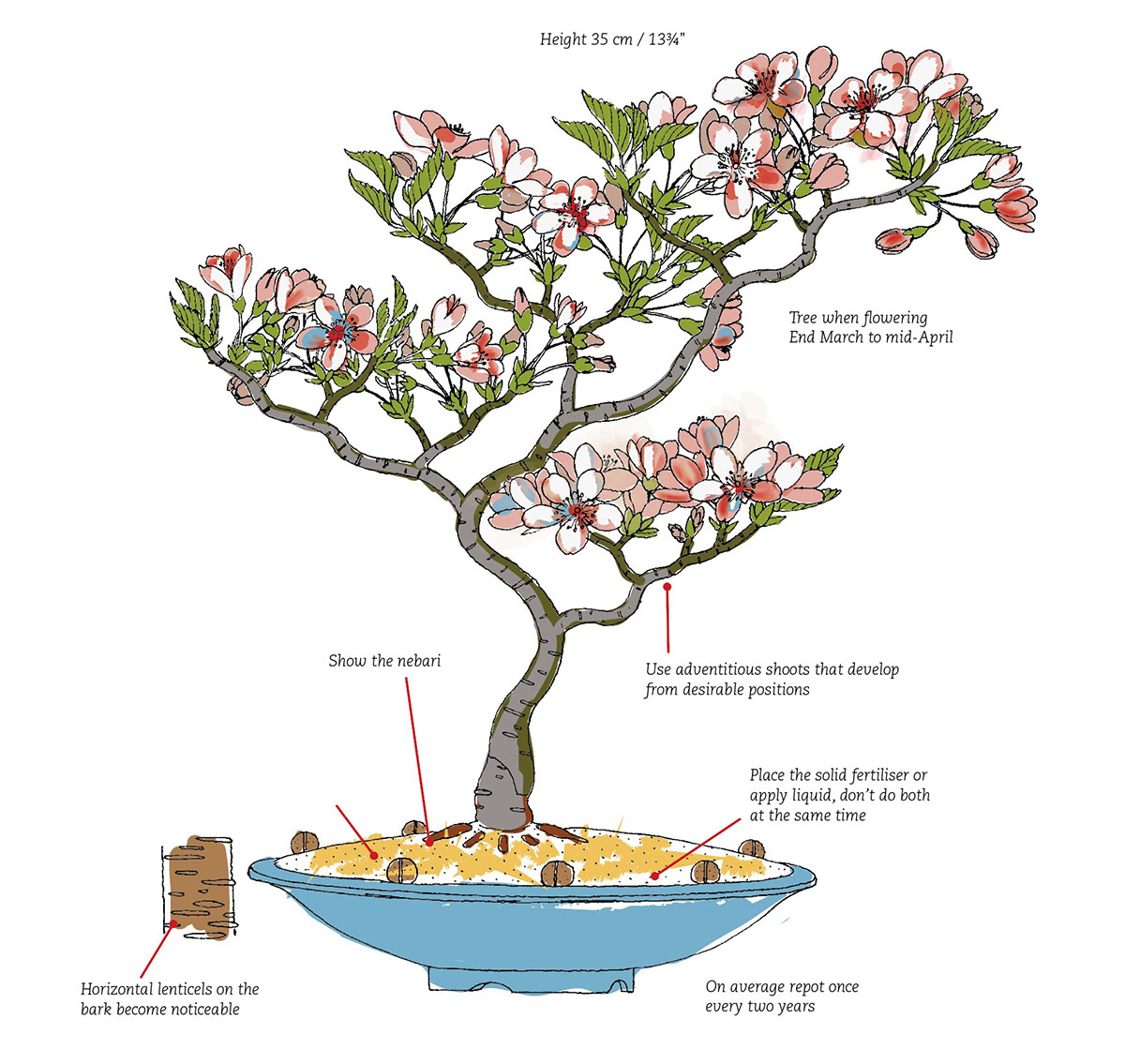 Prunus21.jpg