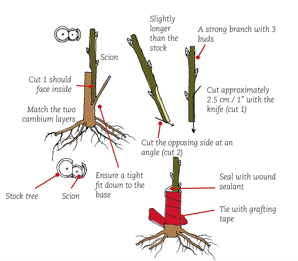 Prunus3.jpg