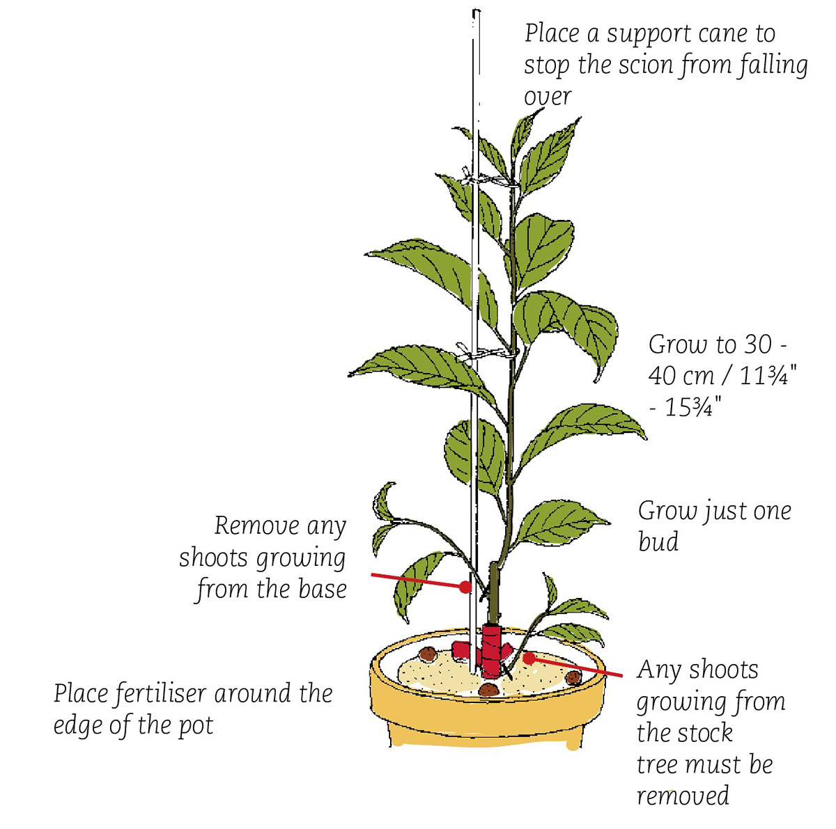 Prunus6