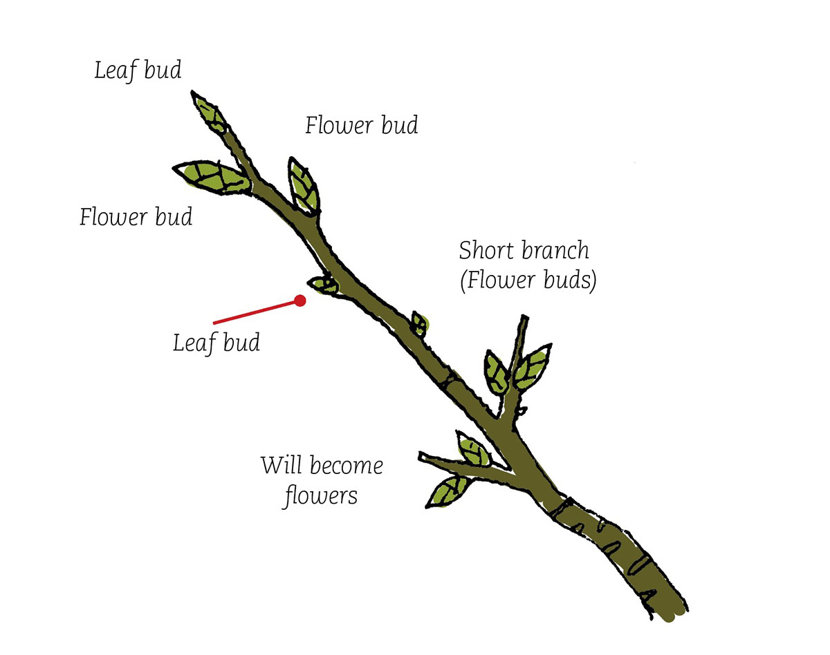 Prunus9.jpg