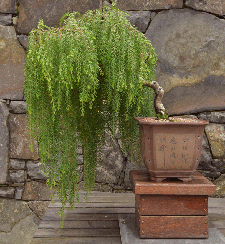 Sticky-Wattle