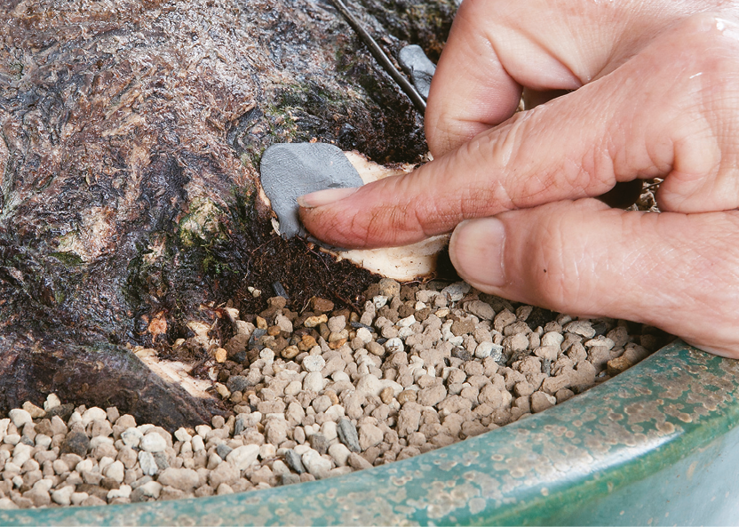 cutting smaller roots c Bonsai Today