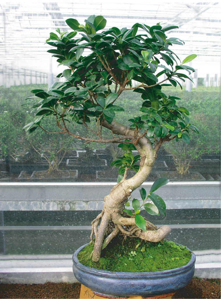 Mature Succulent Plant Ficus Ginseng. A uniquely shaped plant. -   Portugal