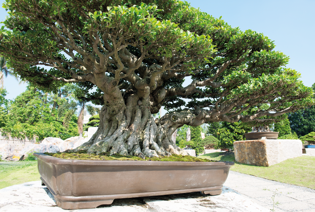 Mature Succulent Plant Ficus Ginseng. A uniquely shaped plant. -   Portugal