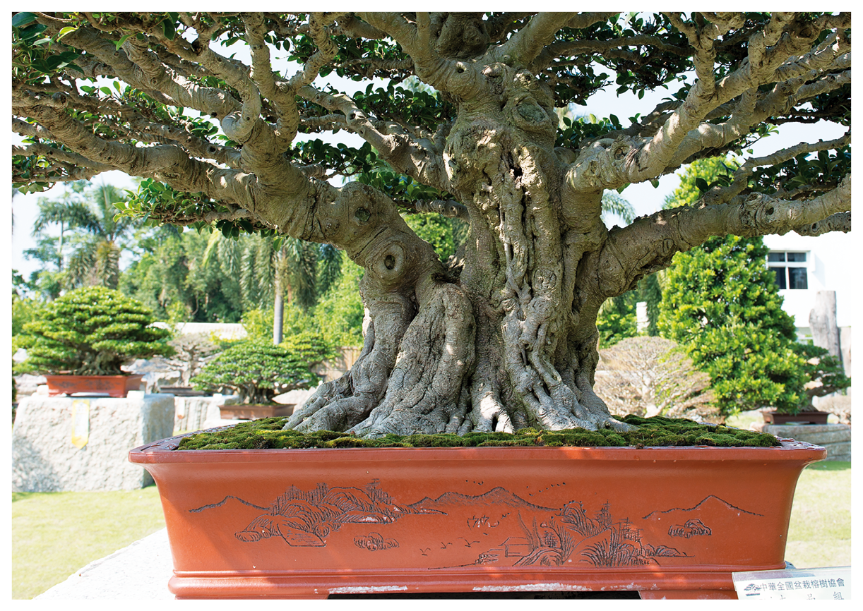ficus moyogi style 02  Bonsai Today