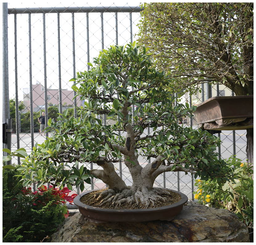 bonsai ficus styles