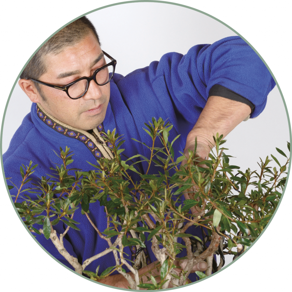 satsuki azalea 20 Bonsai Today