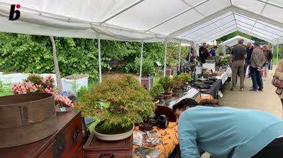 University of Bonsai  Bonsai Today