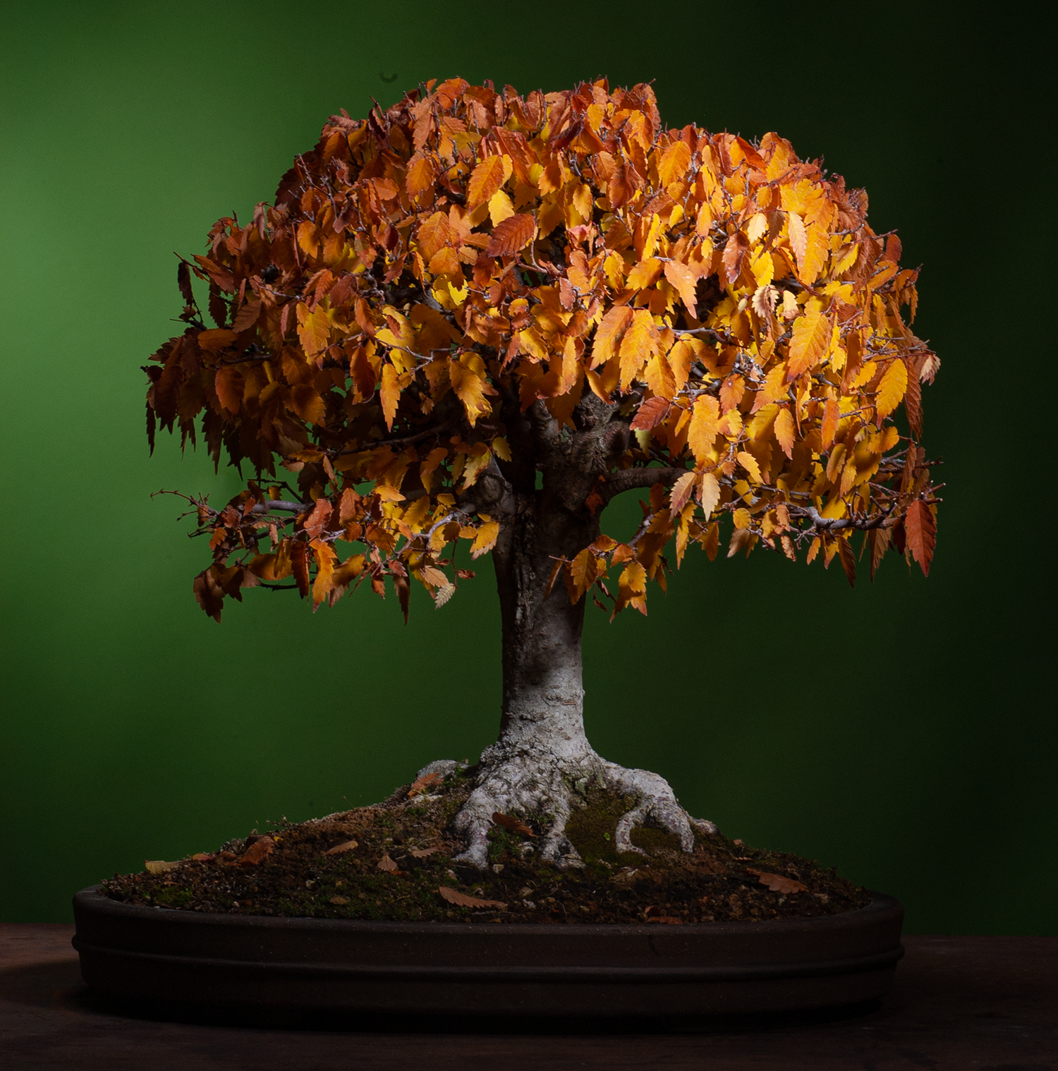 Zelkova – Bonsai Today