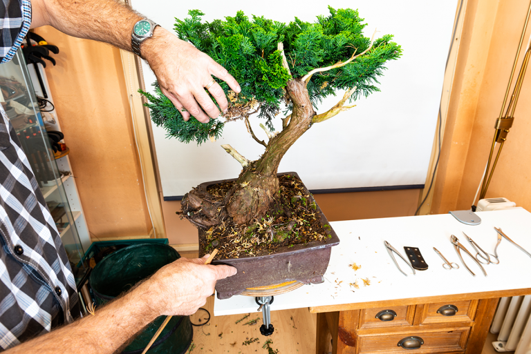 American Bonsai Wire Bonsai Tree Sculpture by Ken To