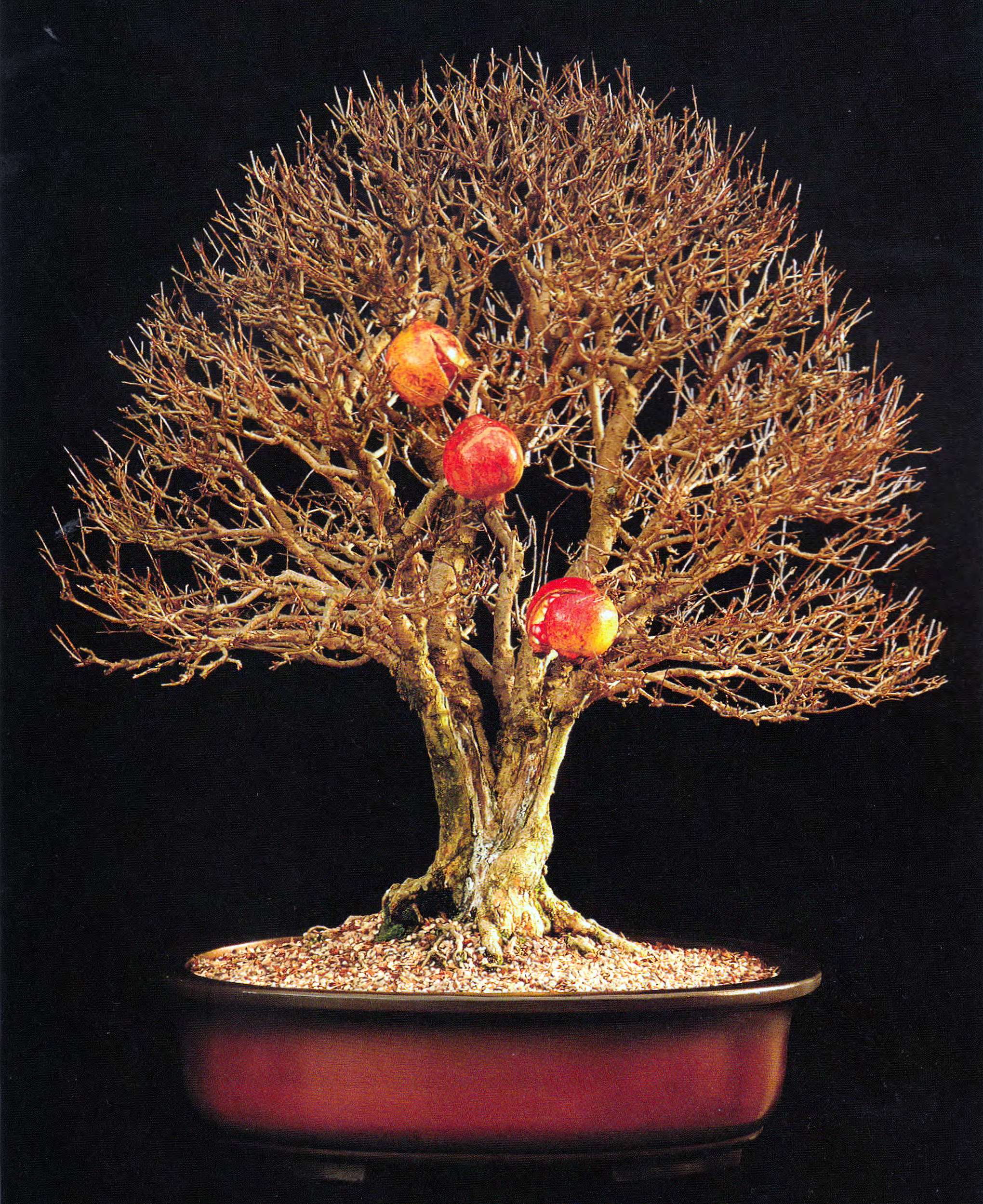 hazelnut bonsai Beaked Hazelnut (Corylus cornuta var. californica)- Native Nut Tree- B –  Scenic Hill Farm Nursery main image 0