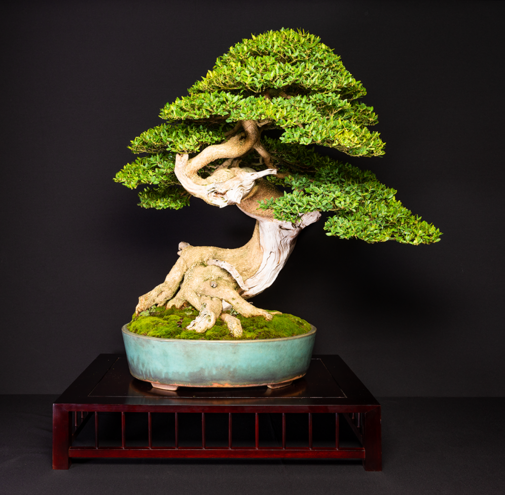 Bonsai - Tutorial [Sub ITA] 