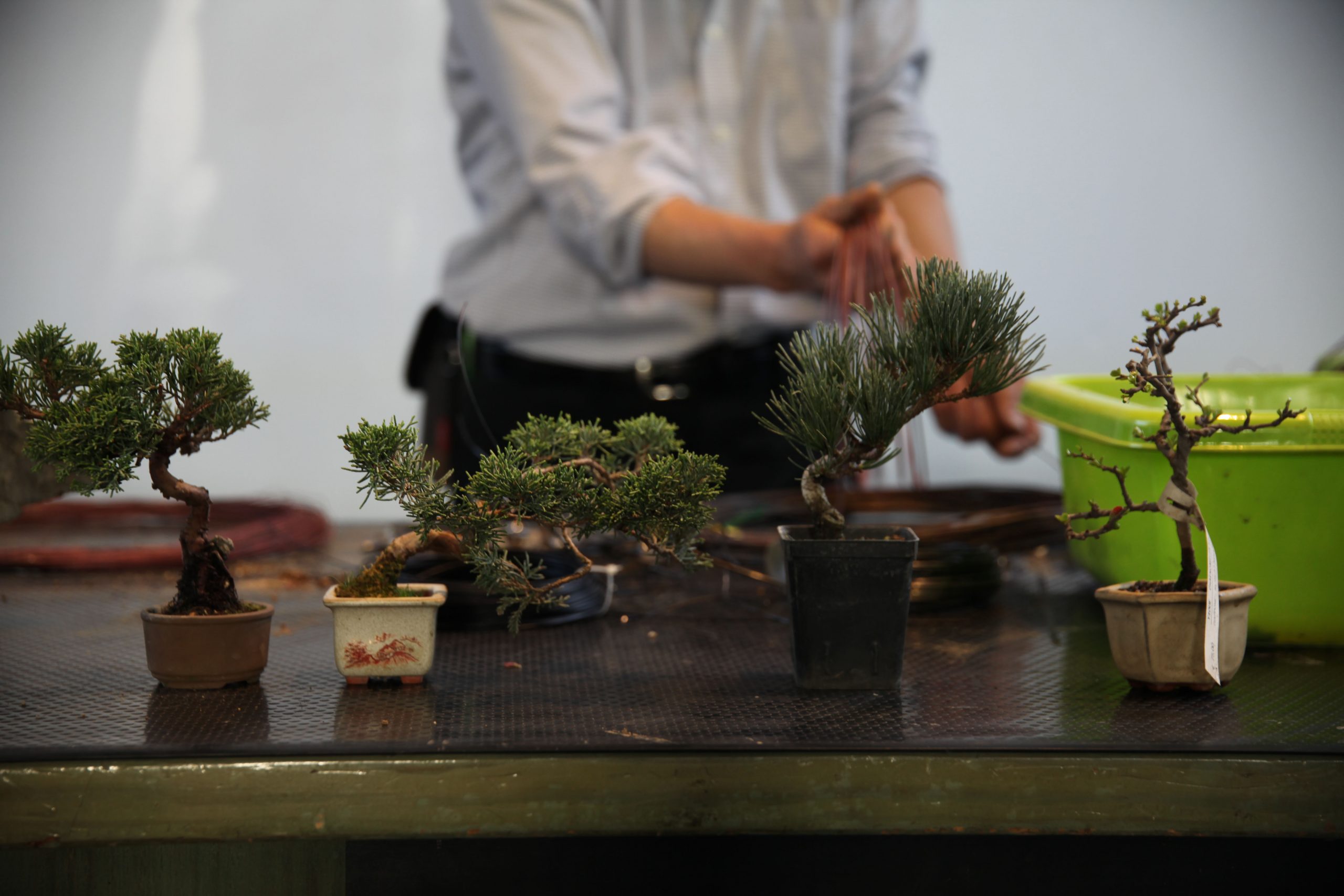 Little Masterpiece – Bonsai Today