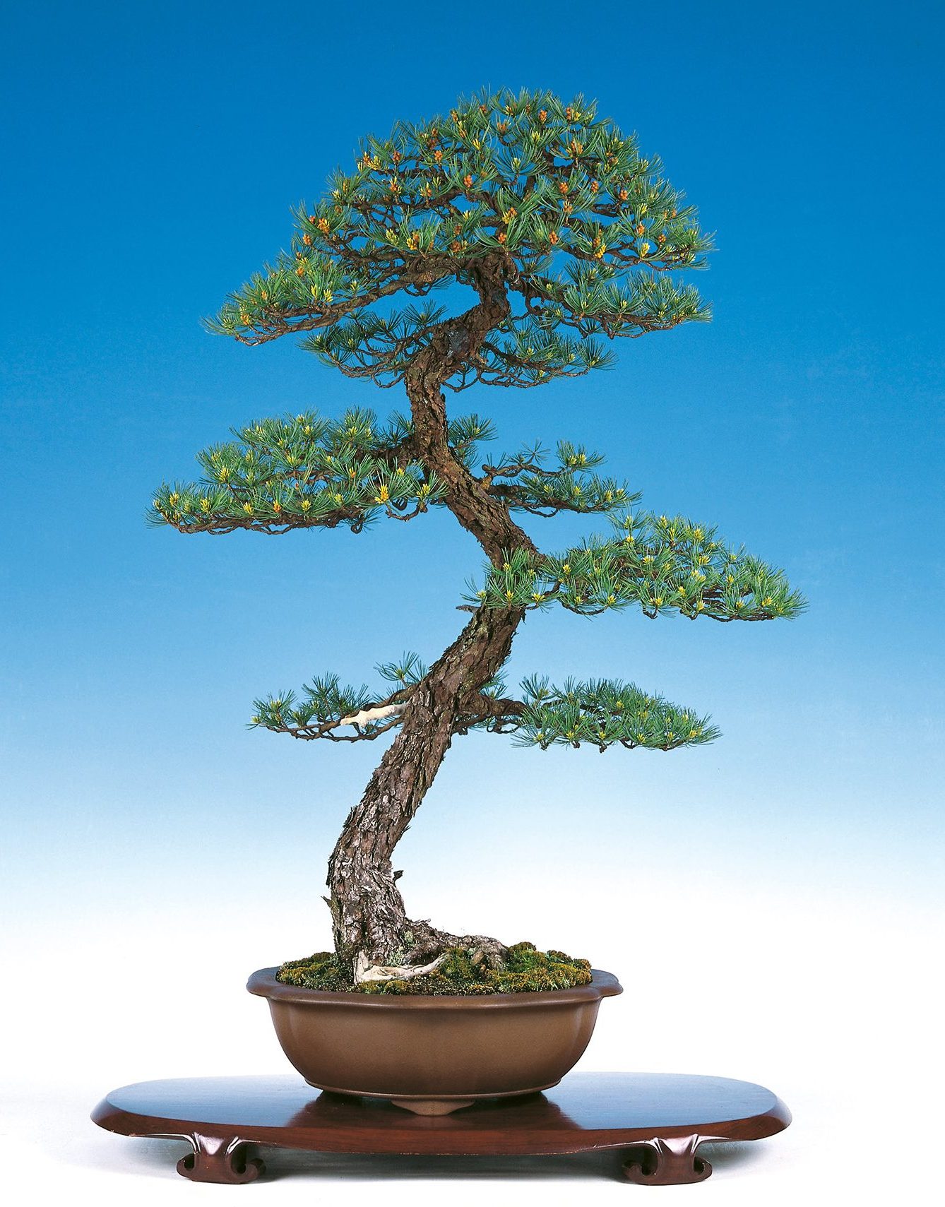 Moyogi Informal upright style Bonsai Today