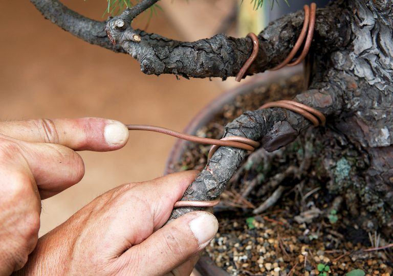 Bonsai Wiring Technique