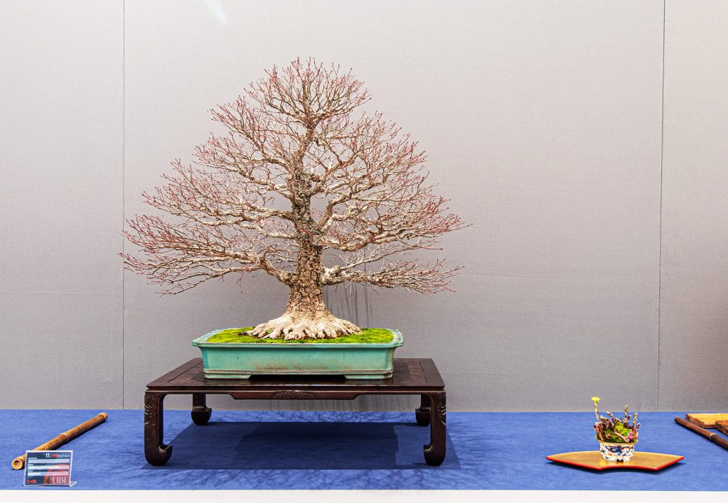 Wazakura Japan Blog II Bonsai in The Little Prince