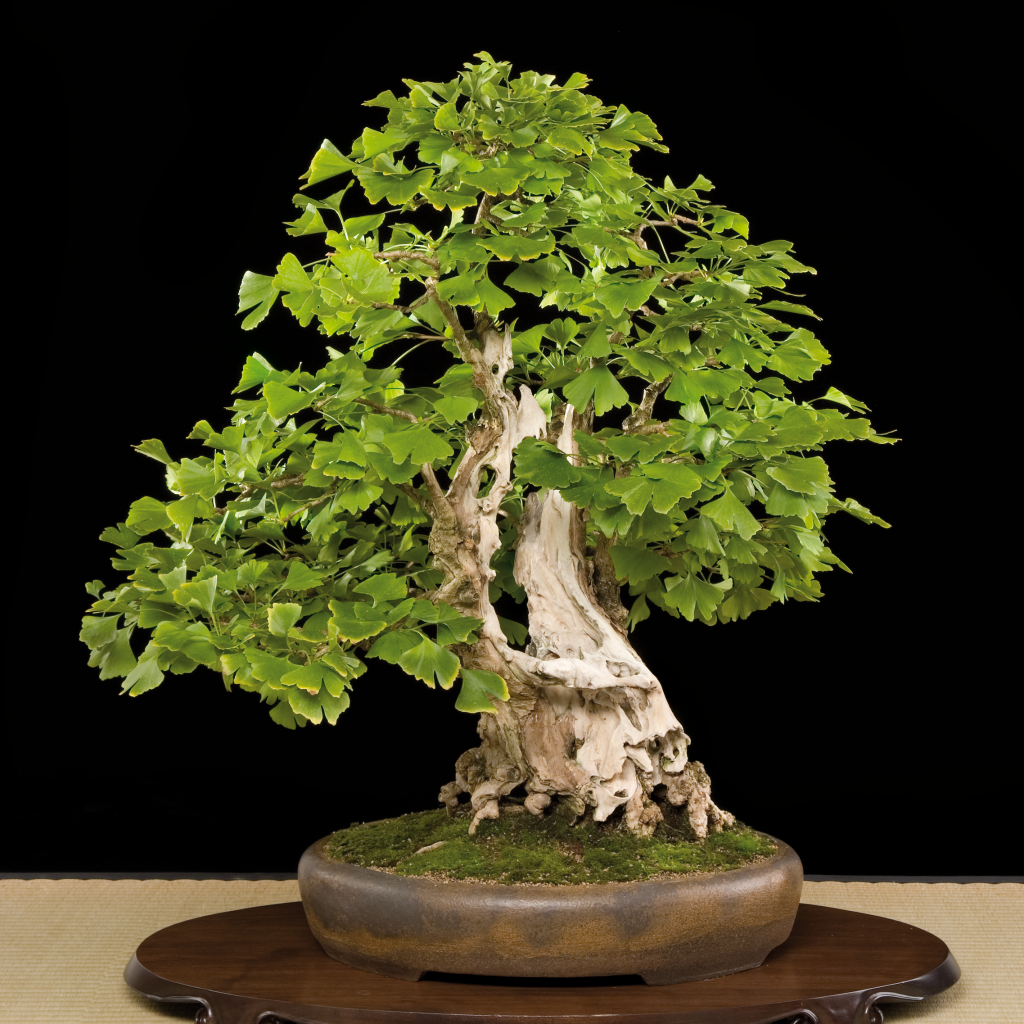 GINKO BILOBA GI-1-3 - Pepinière Bonsai Galinou