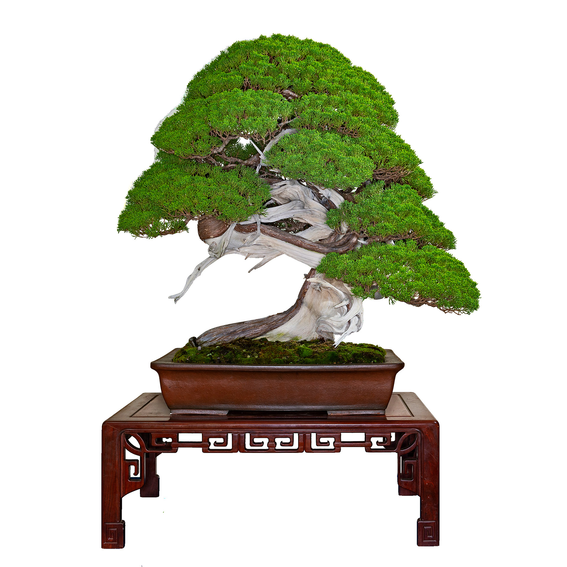 wood bonsai stand Wood Tree Plant Shelf  Rustic Organic Bonsai Stand  Natural Live-Edge  Indoor Display