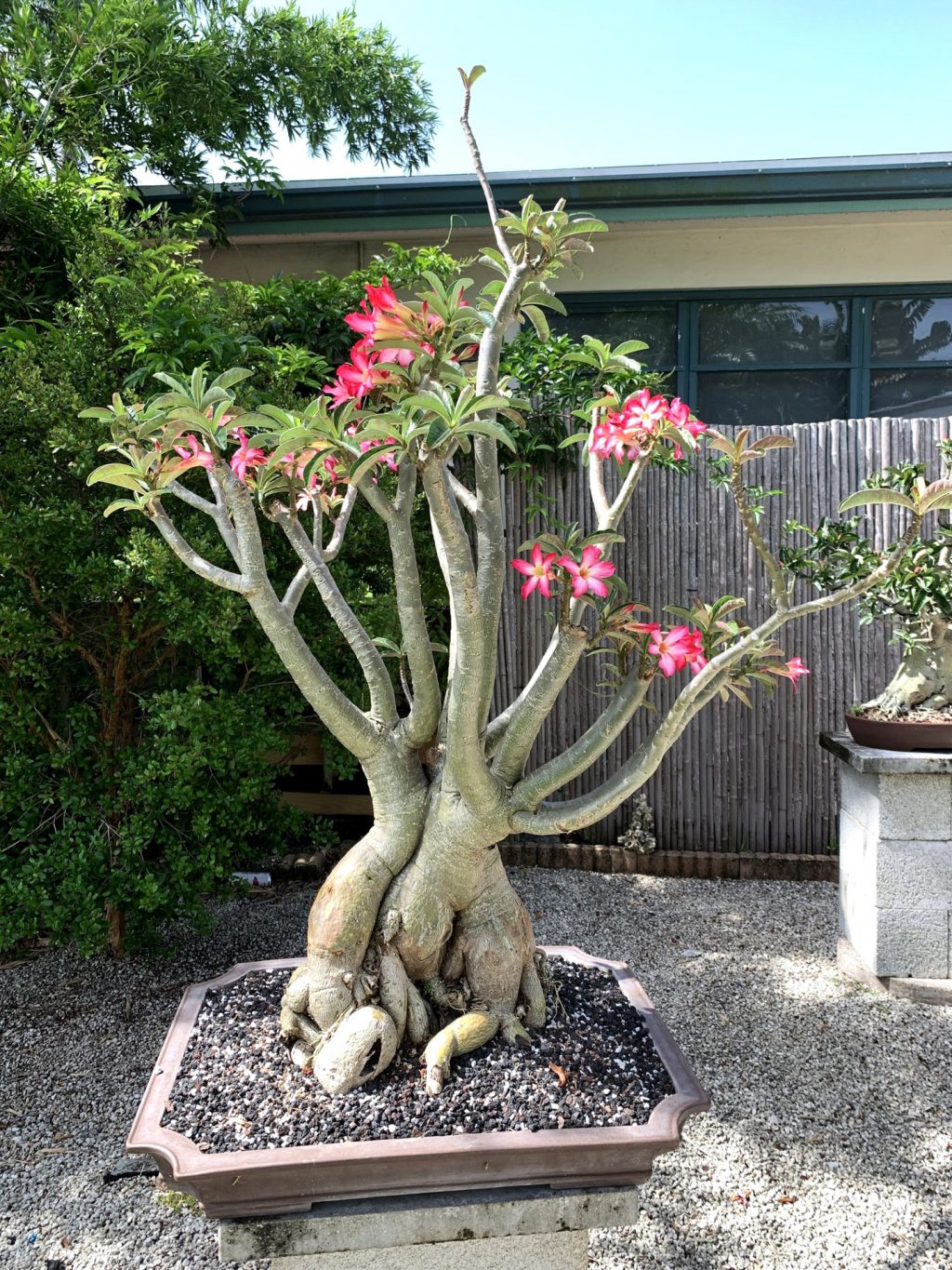 Adenium – Bonsai Today