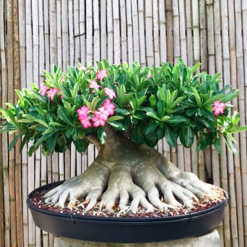 Adenium – Bonsai Today