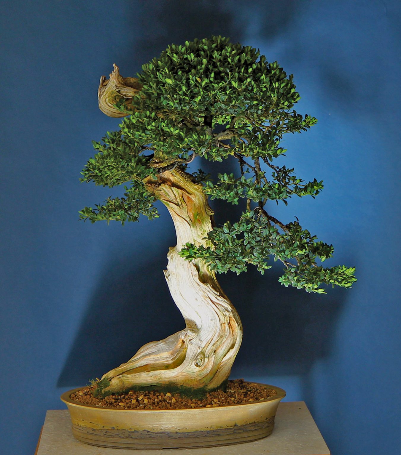 yamadori Bonsai Today
