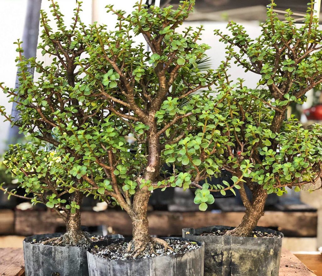 PORTULACARIA AFRA en BONSAÏ 🌱NEJIKAN BONSAI 🌱 