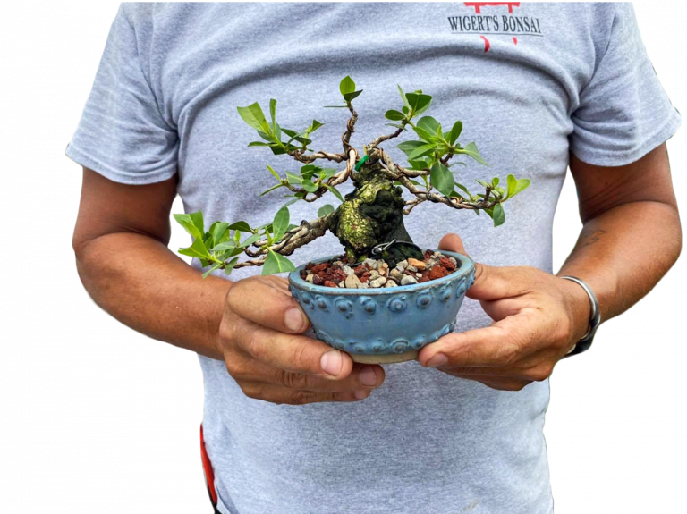 Ficus Retusa Bonsai TreeTiered Branching Style(ficus retusa)