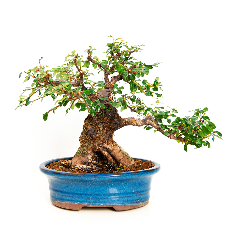 The himalaya rose – Bonsai Today