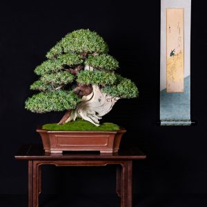 Mochikomi  Bonsai Today