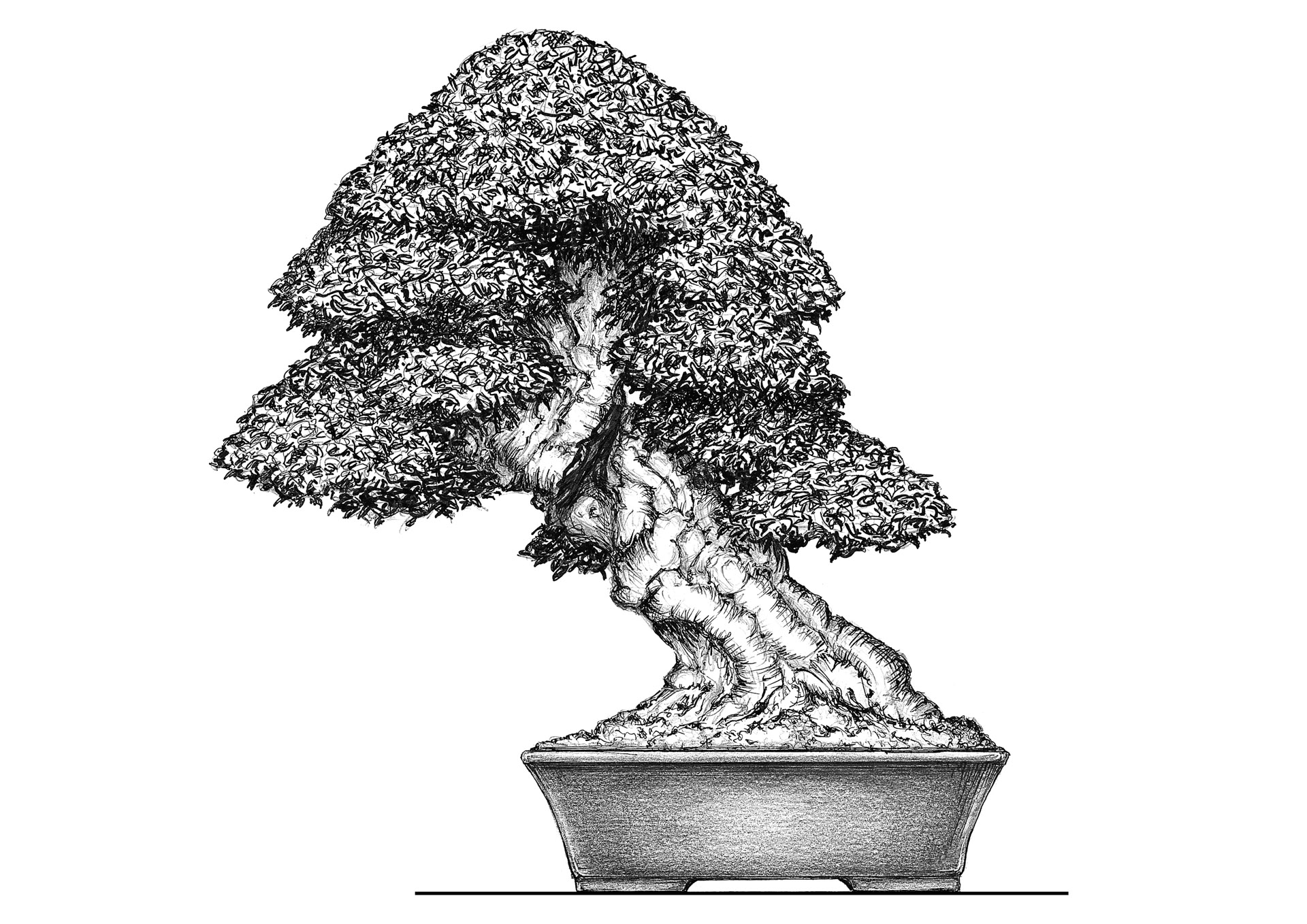 Quercus suber  Bonsai Today