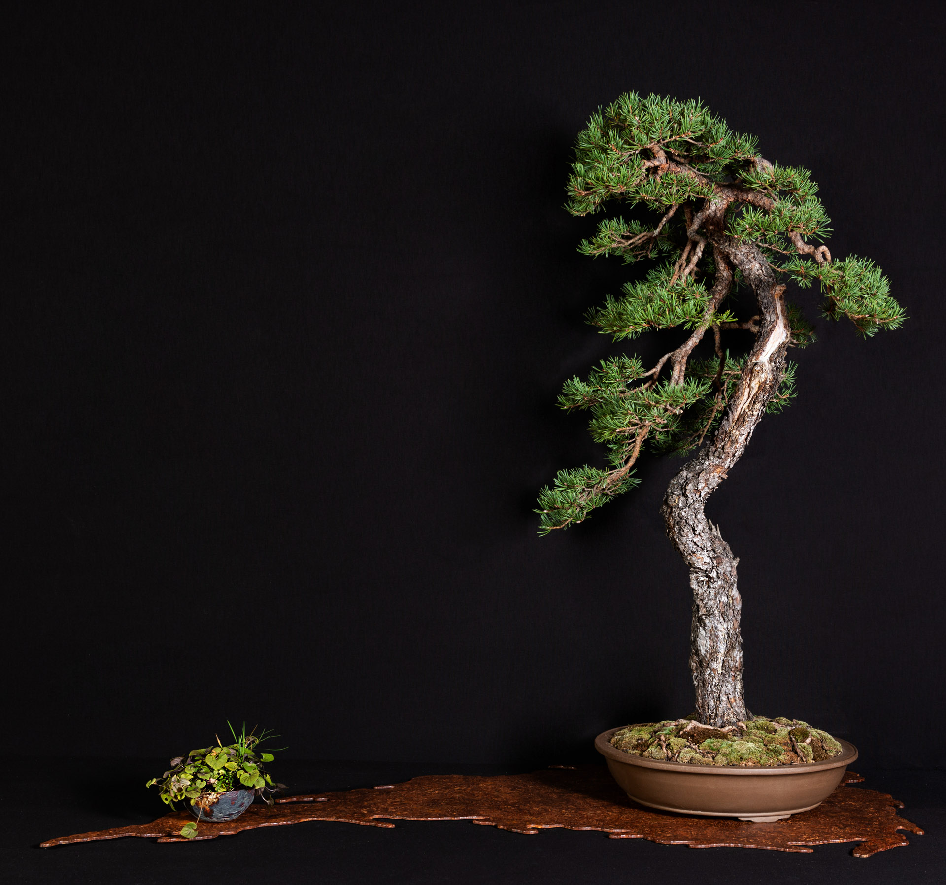 acer palmatum butterfly bonsai 39 Year Old Japanese Butterfly Maple Specimen Bonsai Tree main image 0