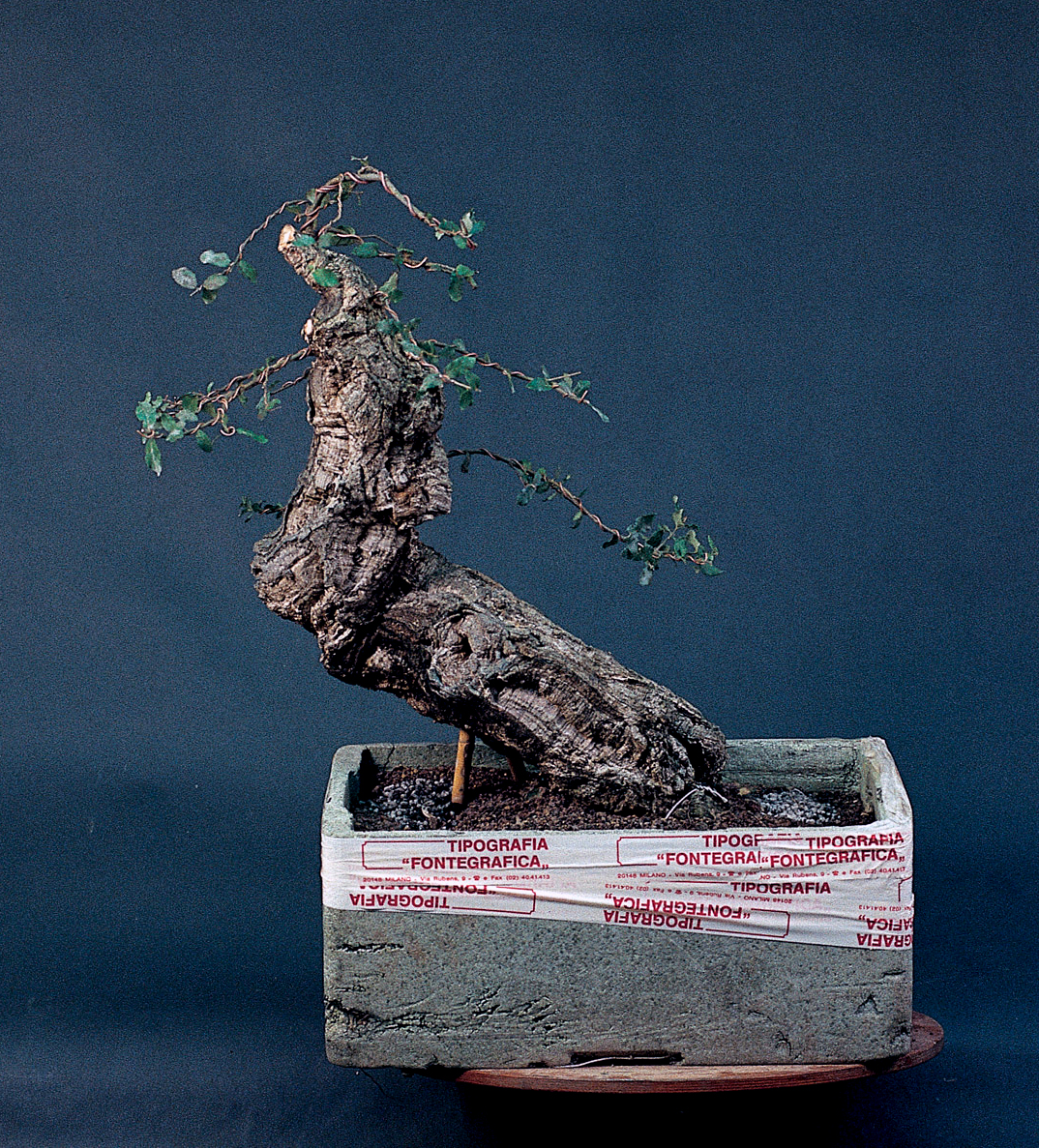 Quercus suber  Bonsai Today