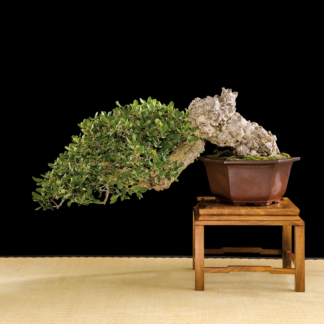 Bonsaïs, Or brun Terreau Bonsai 4L 4L