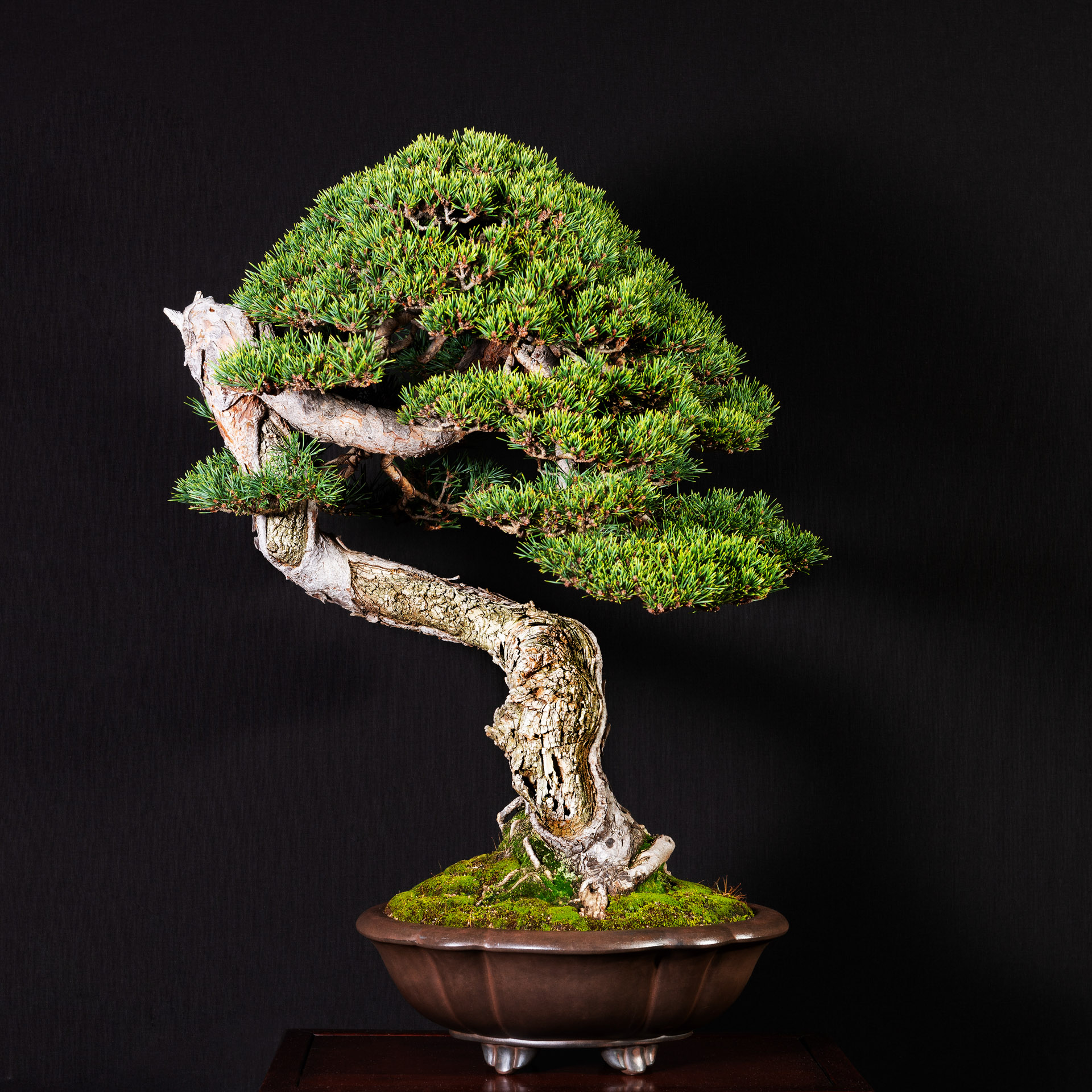 Pinus sylvestris  Bonsai Today