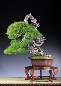 Valentin Brose  Bonsai Today