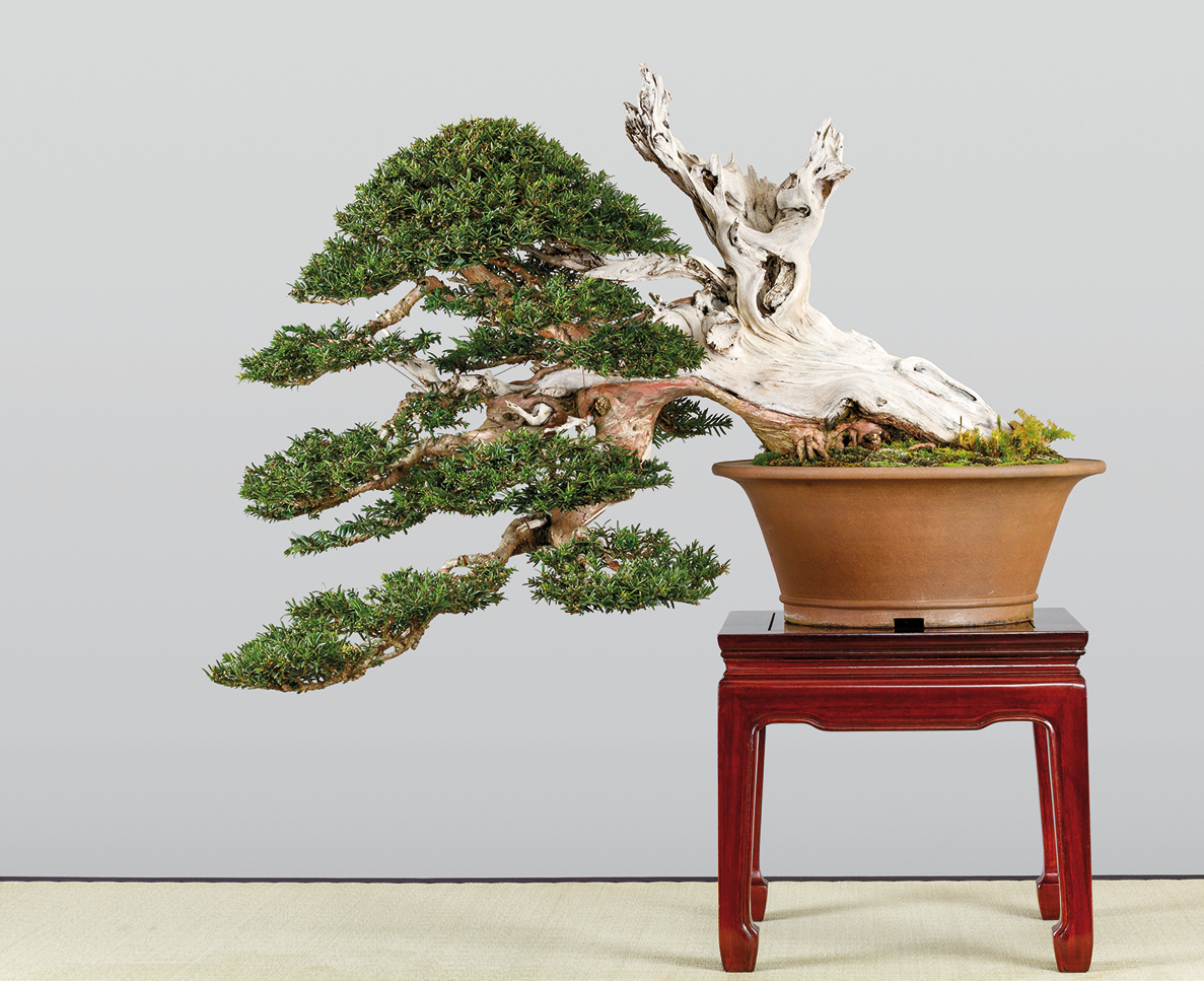 Kengai  Bonsai Today