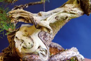 Like a virgin  Bonsai Today
