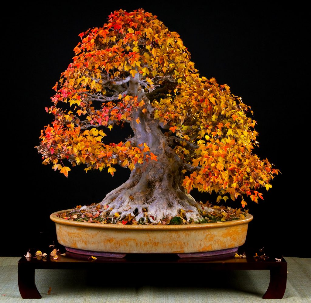 Bonsai in autumn Bonsai Today