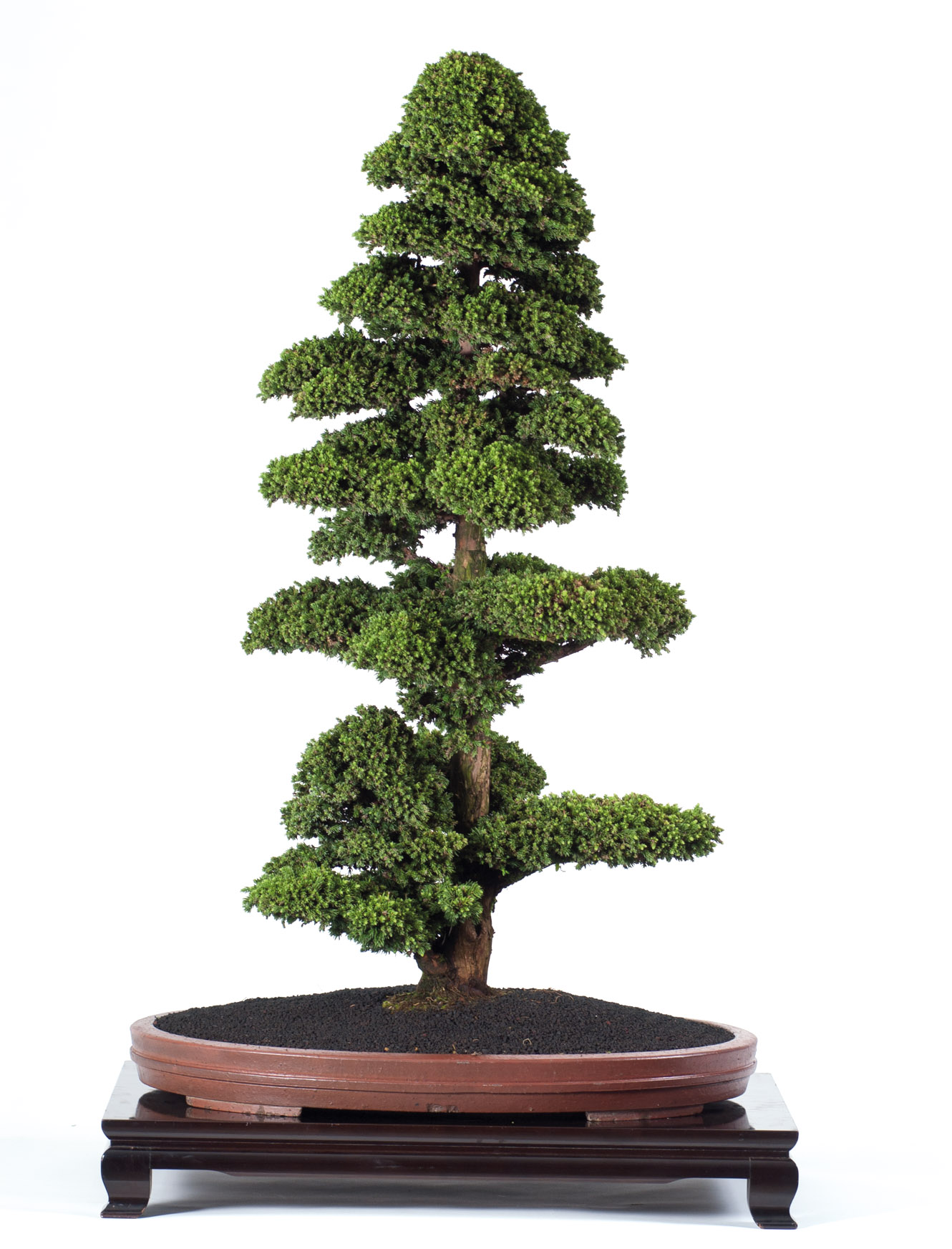 indoor plant growing light 4 Tier Grow Light Garden Pro main image 0