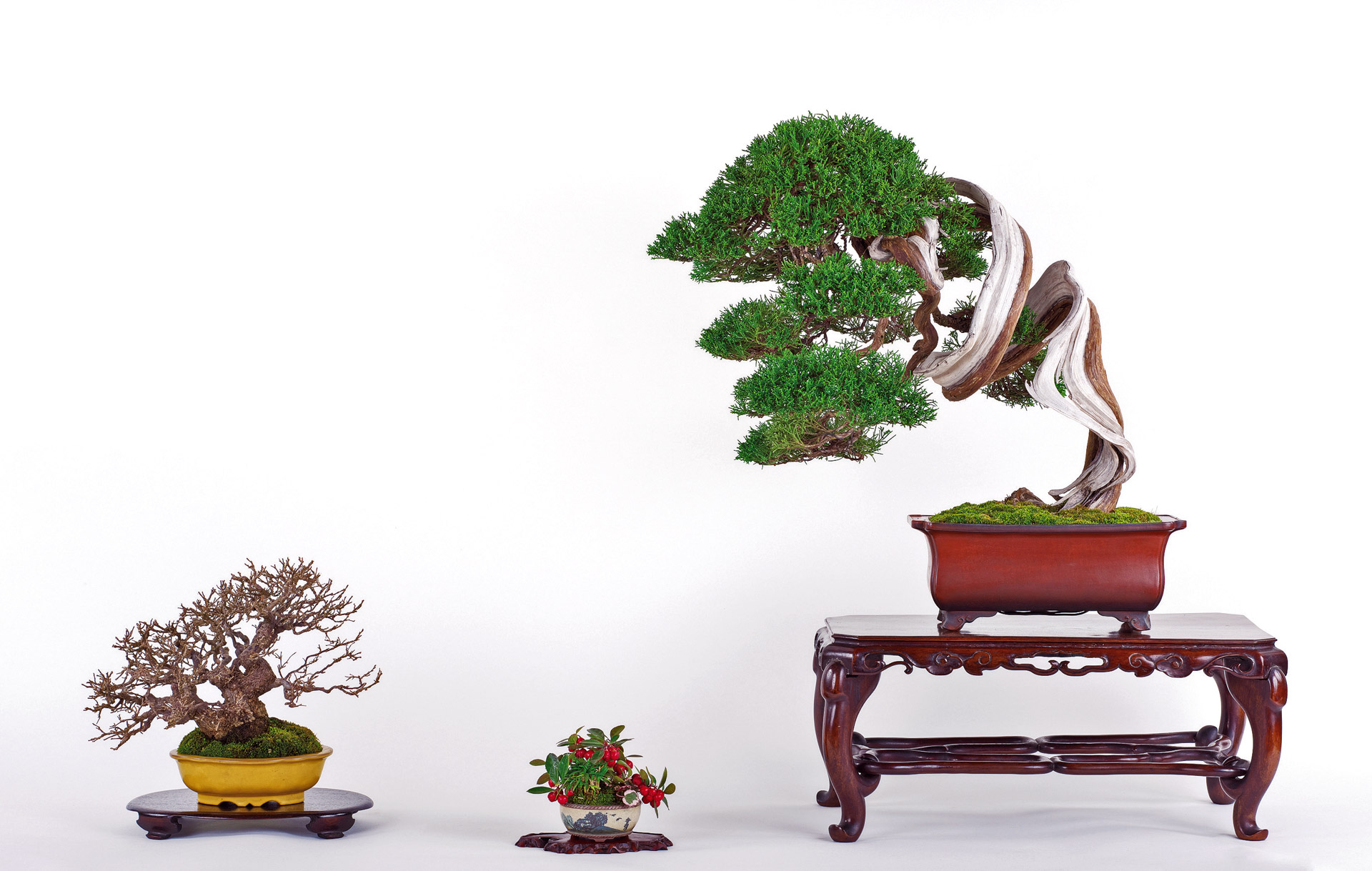 Top junipers  Bonsai Today
