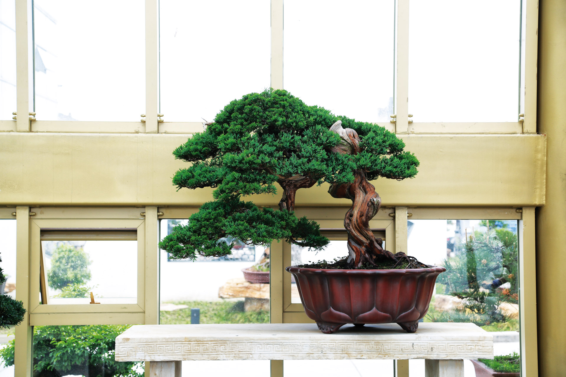 Power Bonsai  Bonsai Today