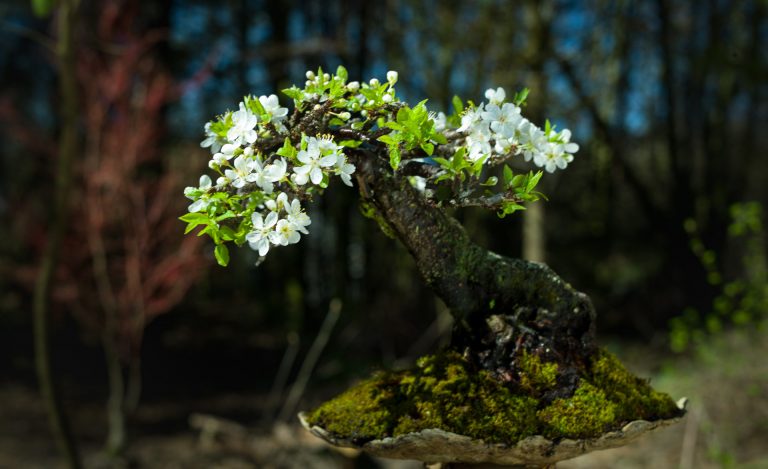 JP HOAREAU, Auteur à Bonsai Shohin