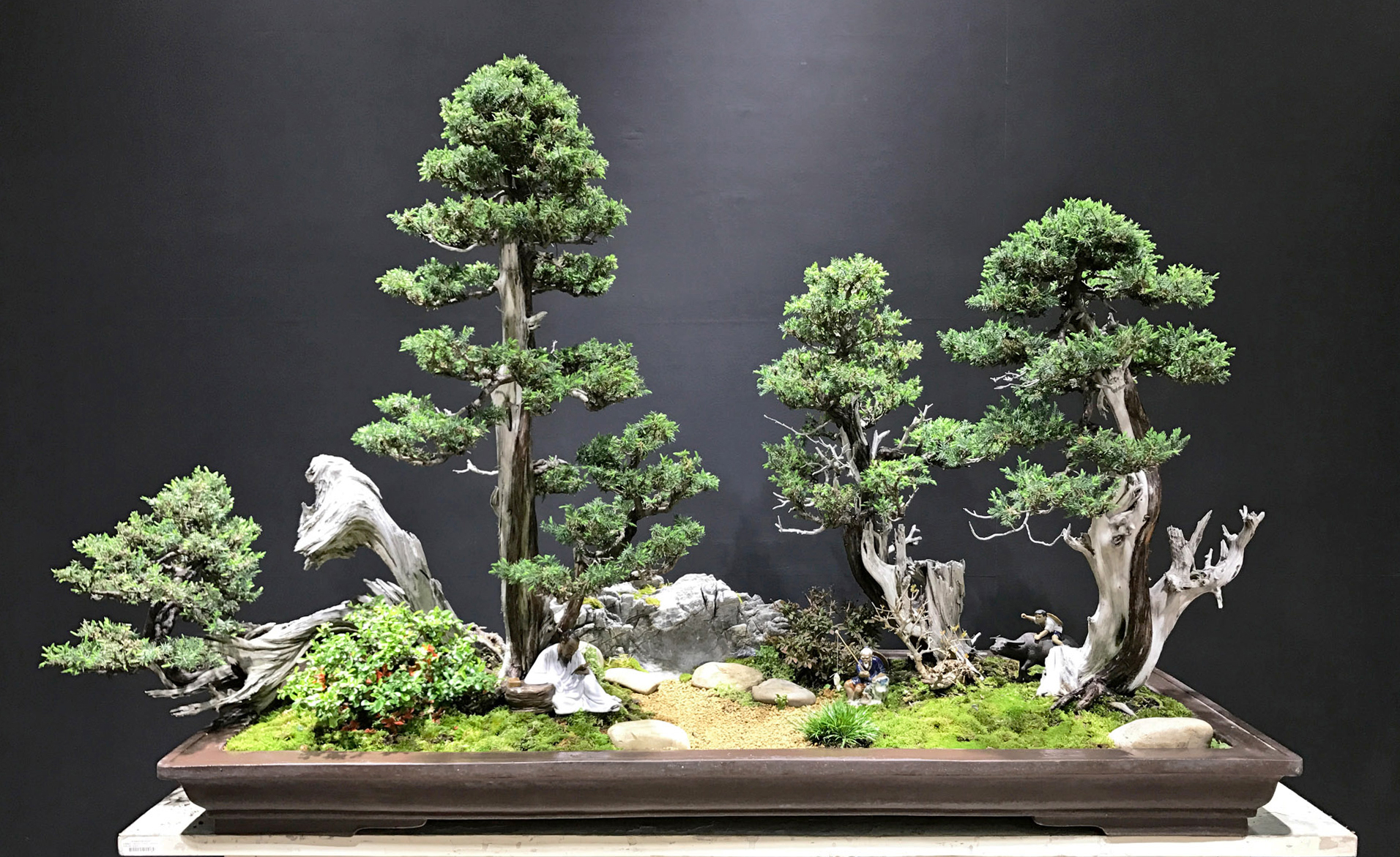 Power Bonsai  Bonsai Today