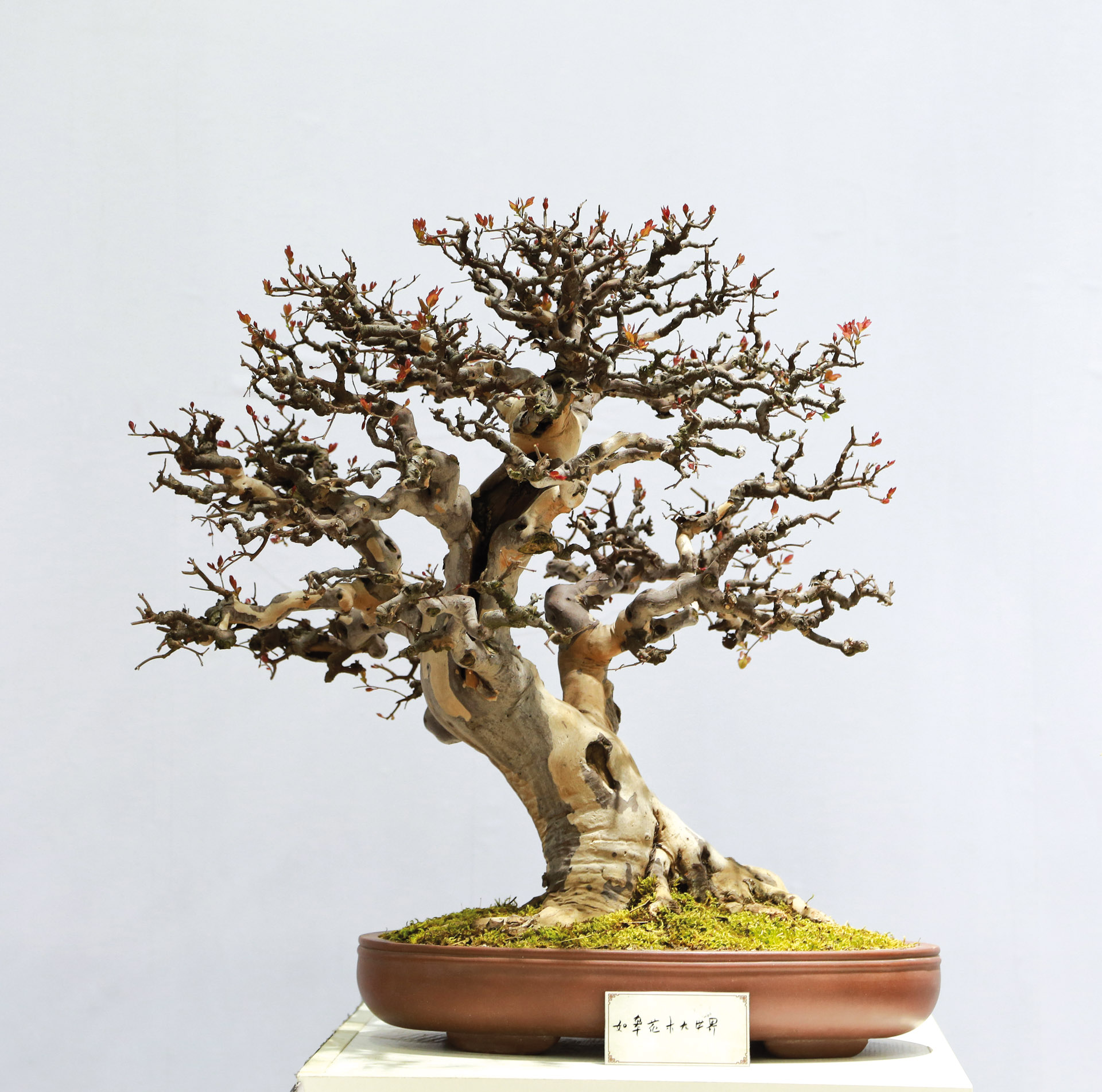 Power Bonsai  Bonsai Today