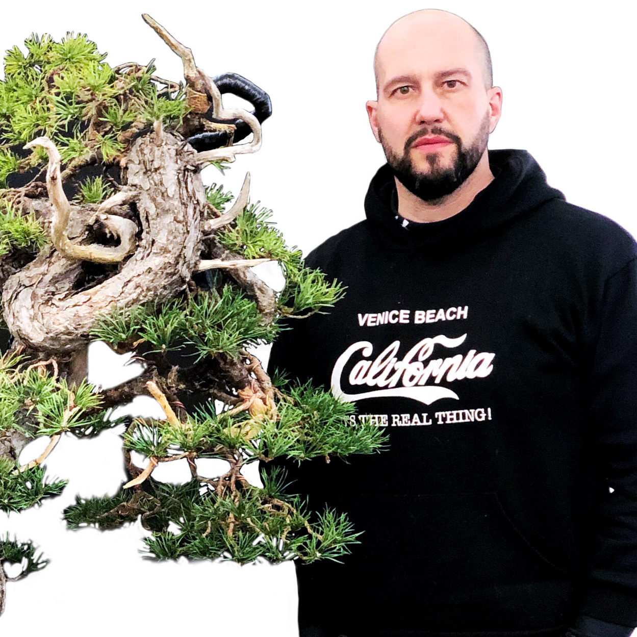 Man of the Mountains  Bonsai Today