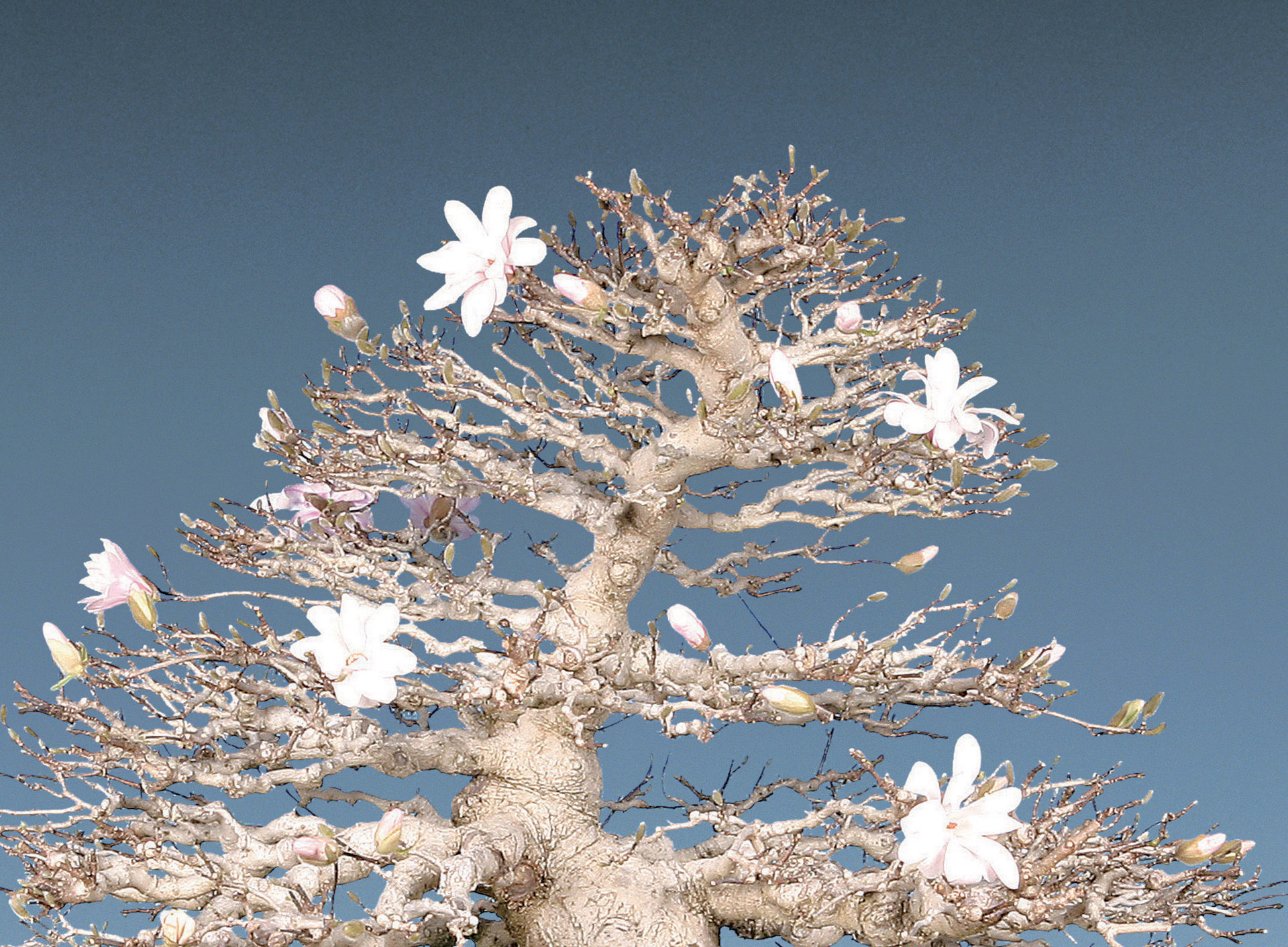 Gallery fleur  Bonsai Today