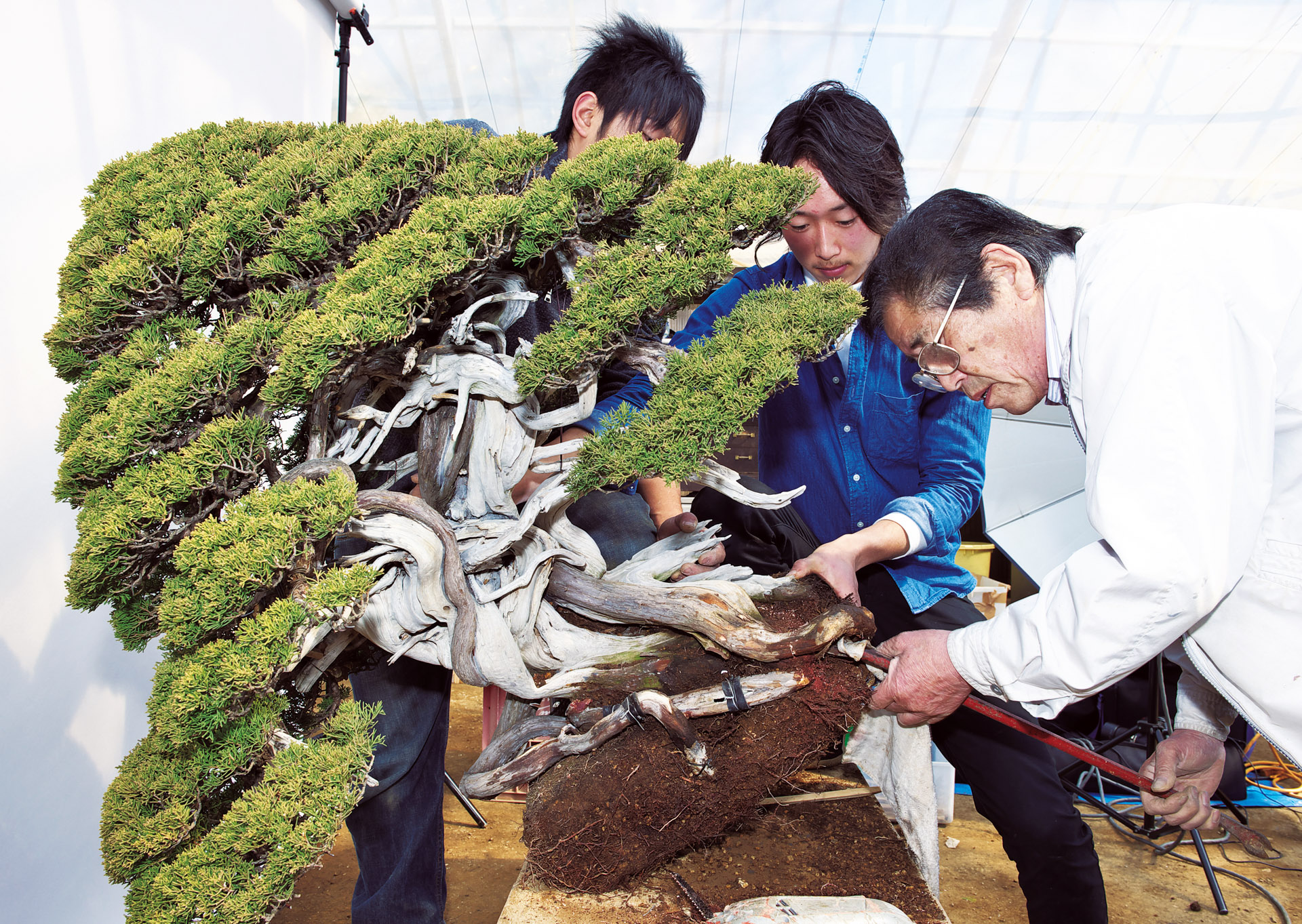 Will that kill it? Bonsai Today