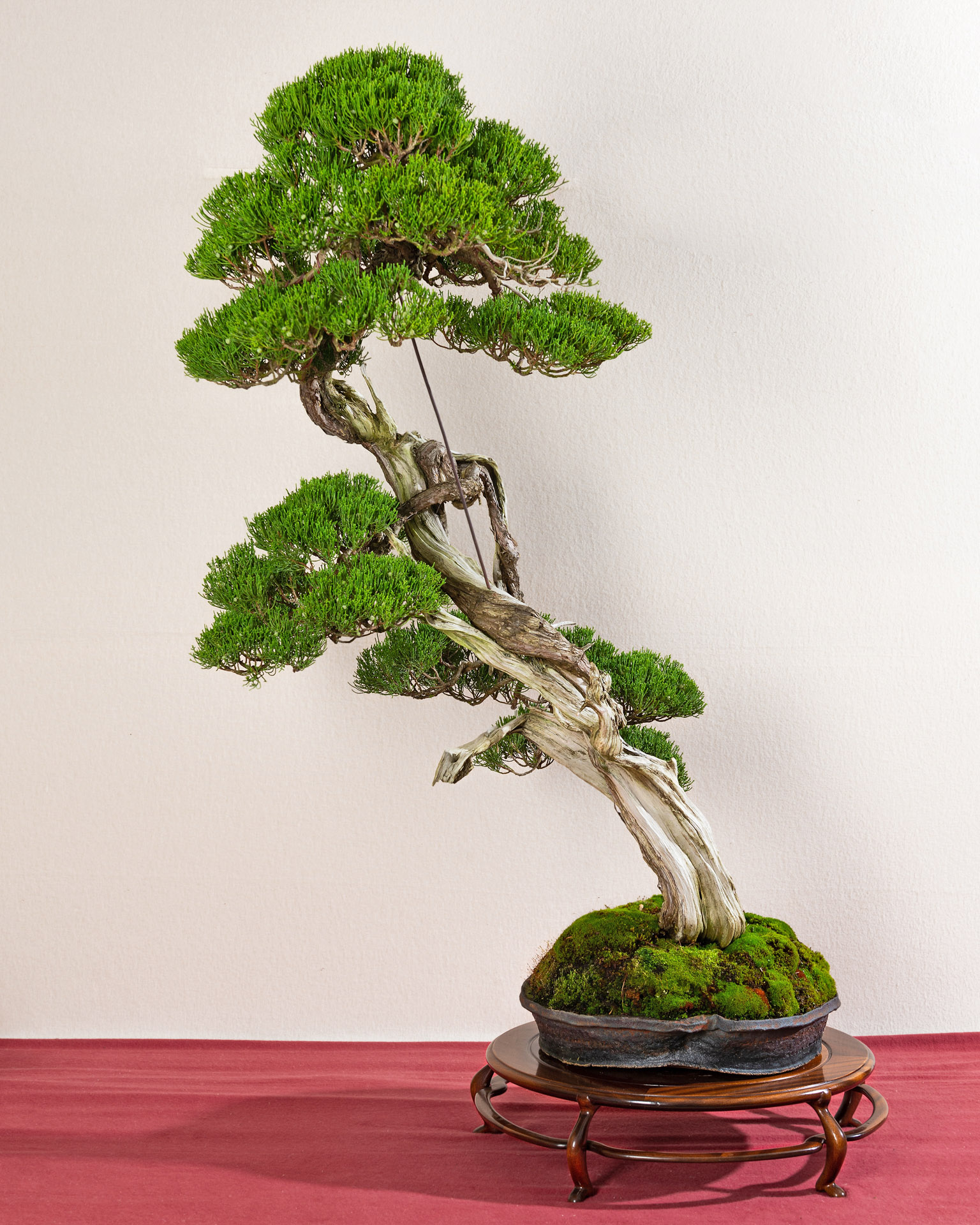 Gallery 22-3  Bonsai Today
